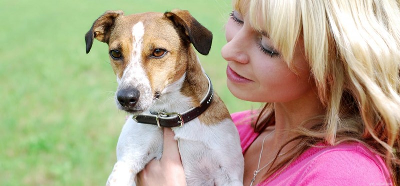 Can Dogs Detect Human Pheromones? The Science Behind Their Nose