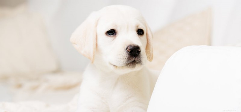 Can Dogs Detect Hydrocodone? Understanding How Search Dogs Identify Painkiller Odors