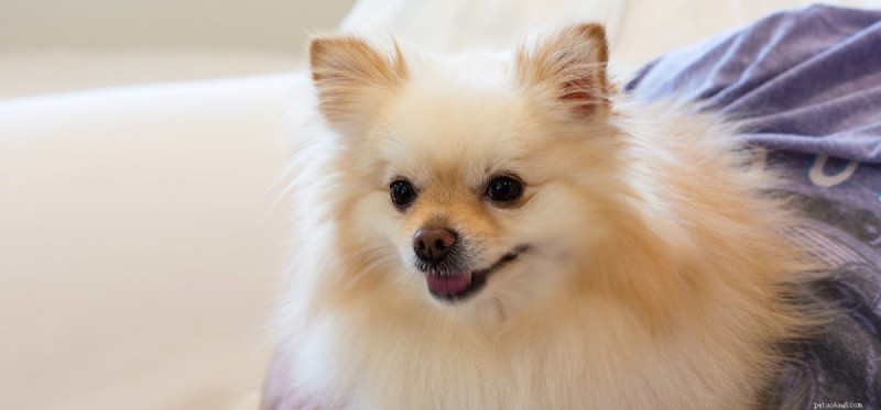 Can Dogs Detect Hydrocodone? Understanding How Search Dogs Identify Painkiller Odors