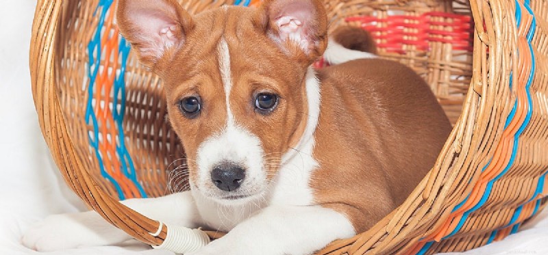 Can Dogs Detect Hydrocodone? Understanding How Search Dogs Identify Painkiller Odors