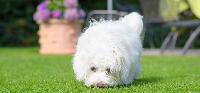 Can Dogs Smell Ice? How Their Nose Detects Even the Coldest Surfaces