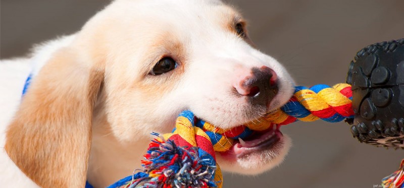 Can Dogs Smell Ice? How Their Nose Detects Even the Coldest Surfaces