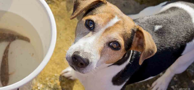 Do Dogs Detect Fish Odors? Understanding Their Nose Sensitivity