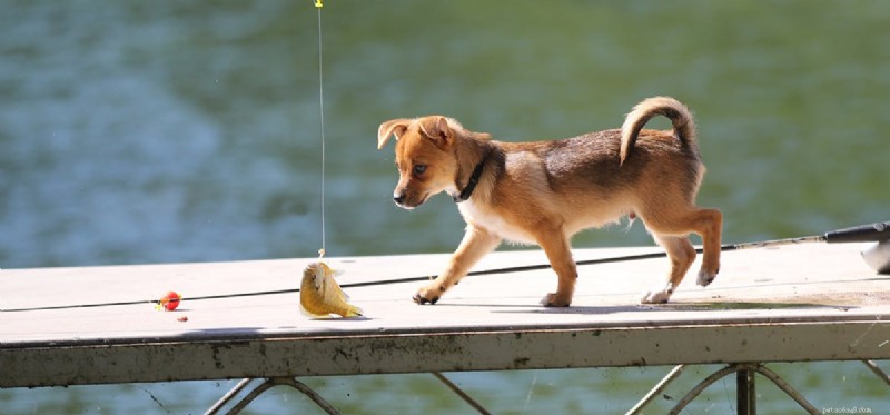 Do Dogs Detect Fish Odors? Understanding Their Nose Sensitivity