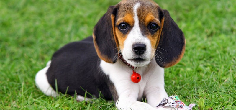 Can Dogs Detect Opioids? The Science Behind Scent Detection