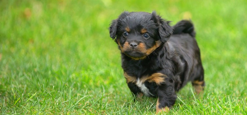 Can Dogs Detect Opioids? The Science Behind Scent Detection