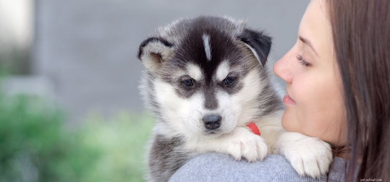 Can Dogs Detect Ovarian Cancer? Exploring the Science Behind Canine Cancer Scent Detection