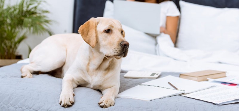 Can Dogs Detect Ovarian Cancer? Exploring the Science Behind Canine Cancer Scent Detection