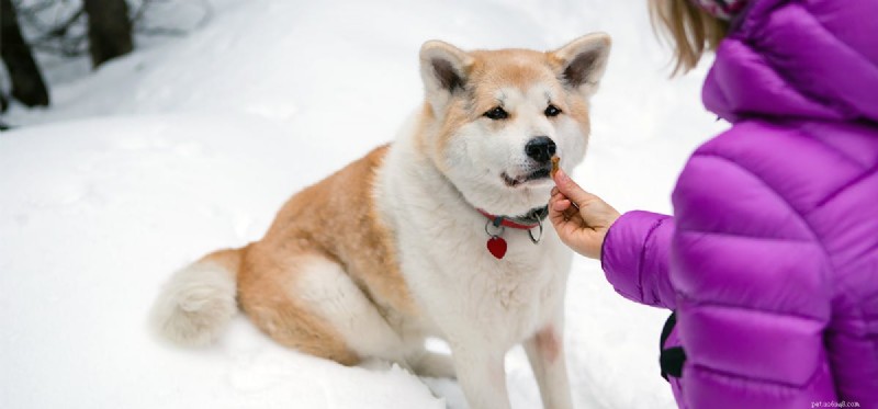 Can Dogs Detect Ovarian Cancer? Exploring the Science Behind Canine Cancer Scent Detection