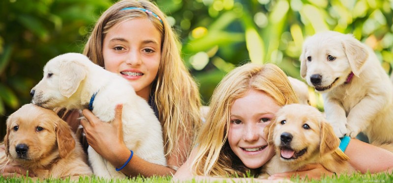 Do Dogs Detect Oxytocin? Exploring Their Sensory Bonding