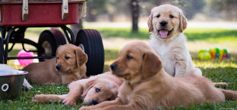 Do Dogs Detect Oxytocin? Exploring Their Sensory Bonding