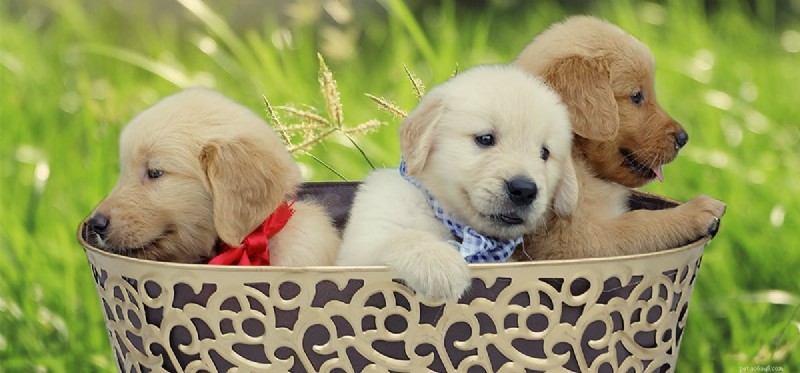 Do Dogs Detect Oxytocin? Exploring Their Sensory Bonding