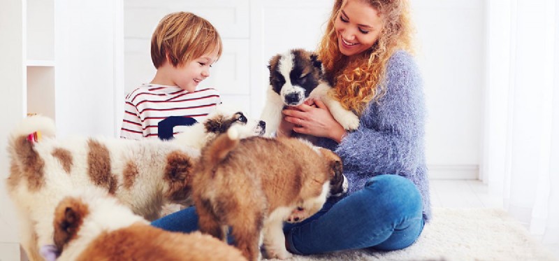 Do Dogs Detect Oxytocin? Exploring Their Sensory Bonding