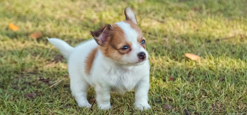 Can Dogs Detect Perfume? Exploring Their Extraordinary Sense of Smell