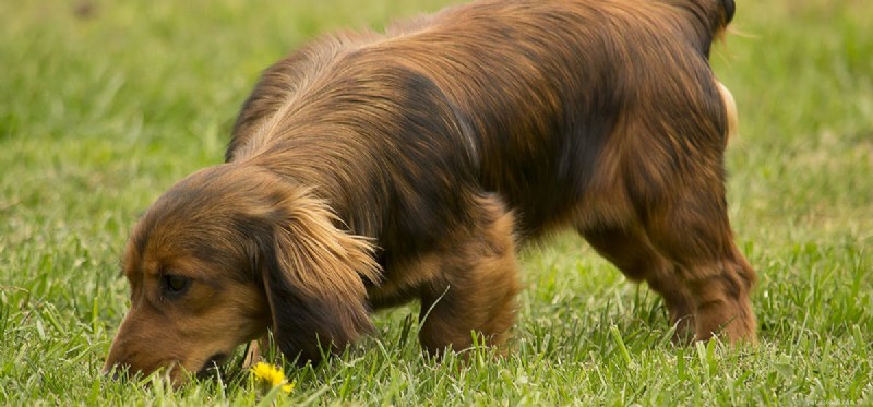 Can Dogs Detect Poisonous Substances? Understanding Their Powerful Olfactory Capabilities