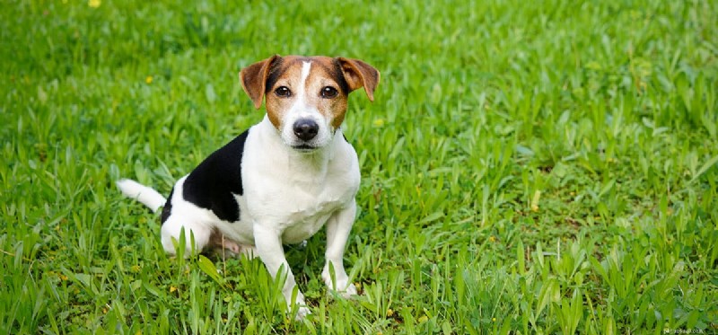 Can Dogs Detect Poisonous Substances? Understanding Their Powerful Olfactory Capabilities