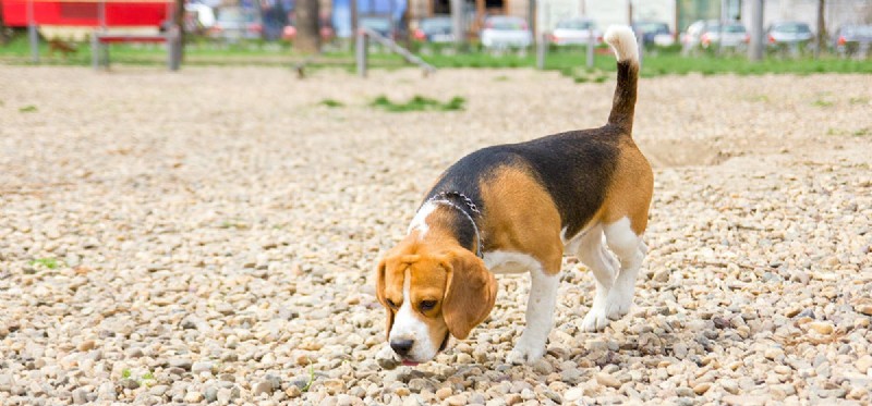 Can Dogs Detect Poisonous Substances? Understanding Their Powerful Olfactory Capabilities
