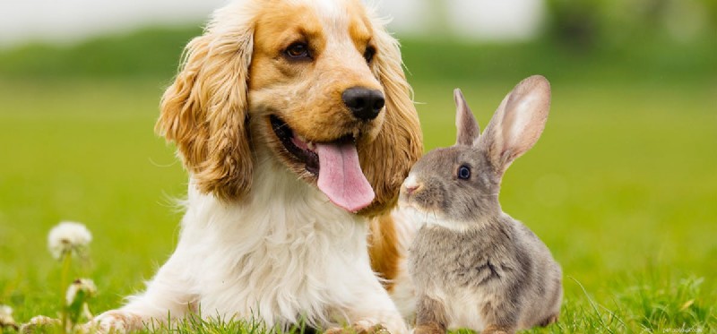 Do Dogs Detect Rabbits by Smell? Insights into Their Tracking Abilities