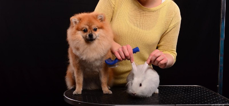 Do Dogs Detect Rabbits by Smell? Insights into Their Tracking Abilities