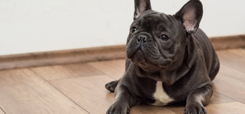 How Sensitive Are Dogs to Rat Poison Odors? A Guide for Pet Owners