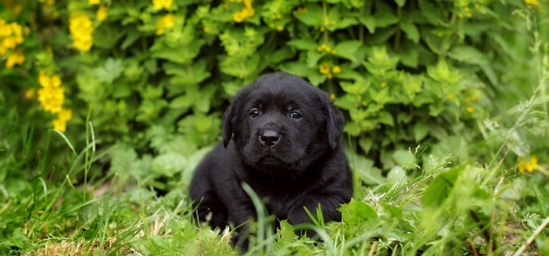 How Sensitive Are Dogs to Rat Poison Odors? A Guide for Pet Owners
