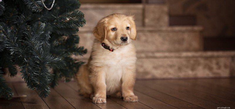 How Sensitive Are Dogs to Rat Poison Odors? A Guide for Pet Owners
