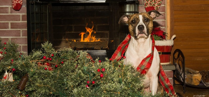 How Well Can Dogs Detect Smoke? | The Science of Canine Scent Detection