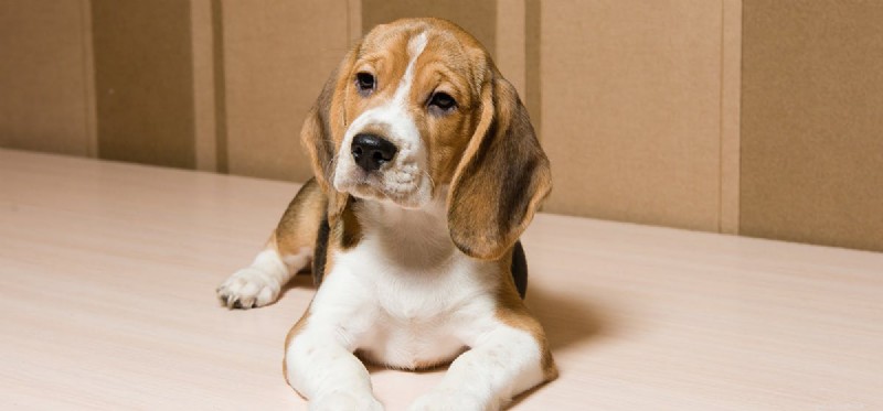 Do Dogs Detect Their Own Flatulence? A Scientific Look
