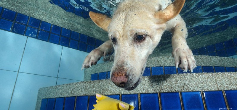 Do Dogs Have the Ability to Smell Underwater? A Scientific Look
