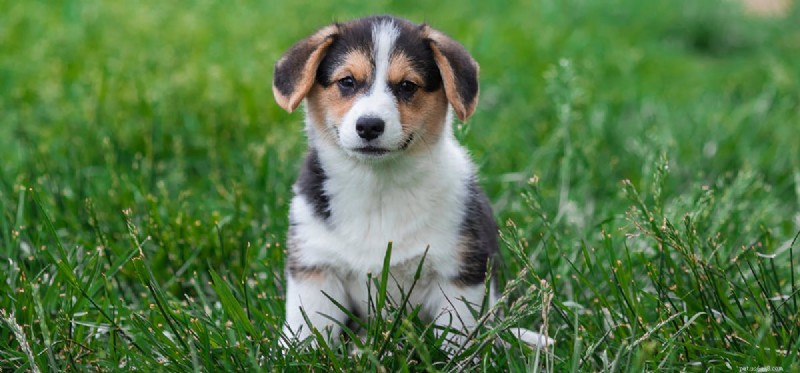 Can Dogs Detect Xanax? Expert Insight on Sniffer Dog Capabilities