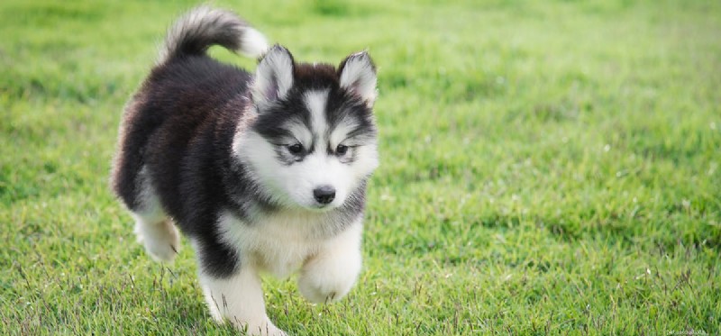Can Dogs Detect Xanax? Expert Insight on Sniffer Dog Capabilities