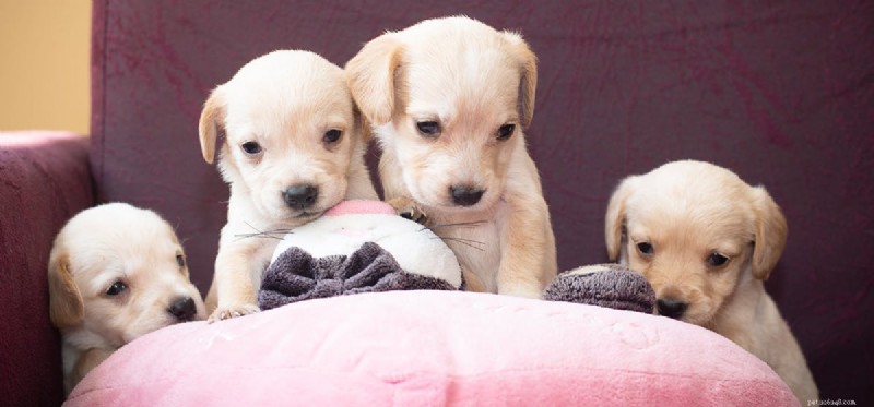 Can Dogs Detect Diamonds? Discover the Science Behind Canine Gem-Sniffing