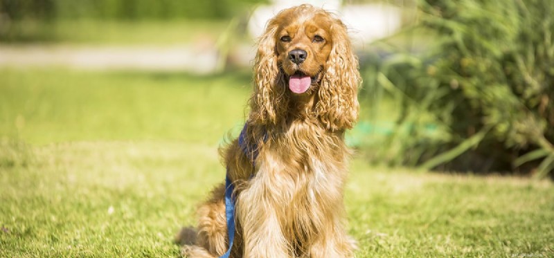 Can Dogs Detect Diamonds? Discover the Science Behind Canine Gem-Sniffing