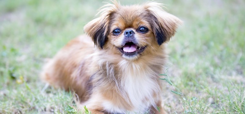 Can Dogs Detect Diamonds? Discover the Science Behind Canine Gem-Sniffing