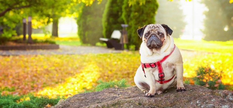 Can Dogs Detect Diamonds? Discover the Science Behind Canine Gem-Sniffing