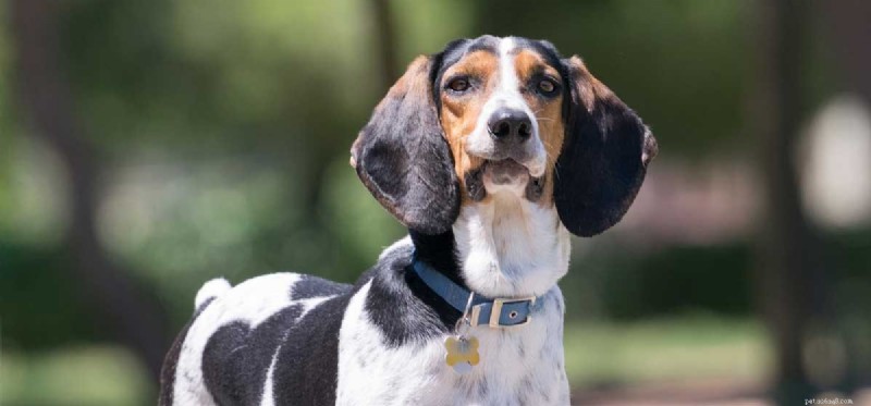 Does Your Dog Suffer from Hyperthyroidism? Symptoms, Causes & Care