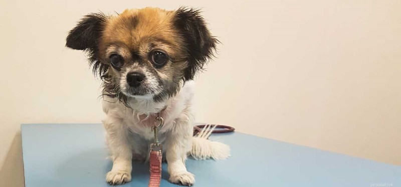 Does Your Dog Suffer from Hyperthyroidism? Symptoms, Causes & Care
