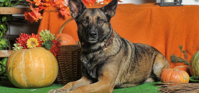Do Dogs Taste Acorn Squash? Safe Feeding Tips