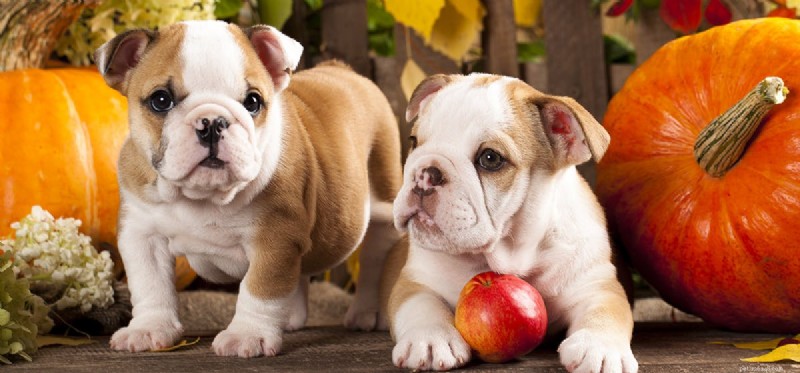 Do Dogs Taste Acorn Squash? Safe Feeding Tips