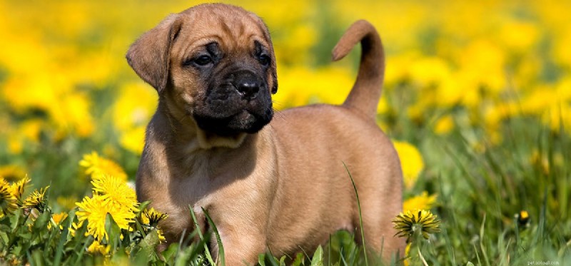Is Almond Milk Safe and Beneficial for Dogs?