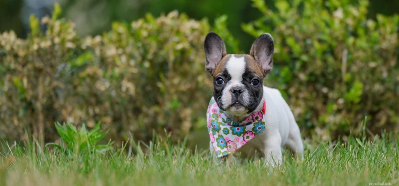 Is Almond Milk Safe and Beneficial for Dogs?