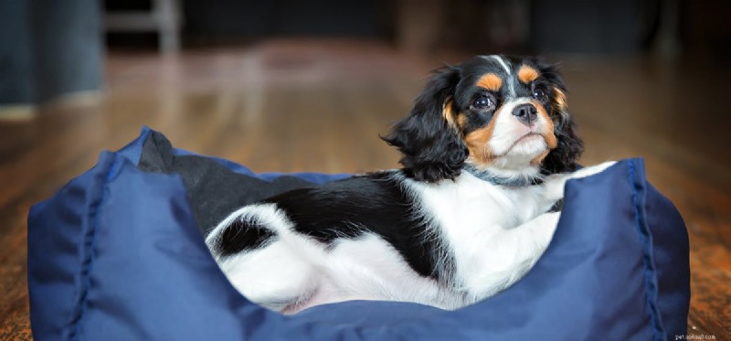 Is Almond Milk Safe and Beneficial for Dogs?