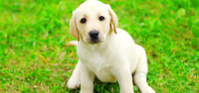 Are Almonds Safe for Dogs? A Complete Guide