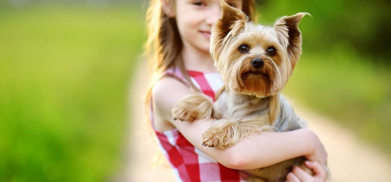 Are Almonds Safe for Dogs? A Complete Guide