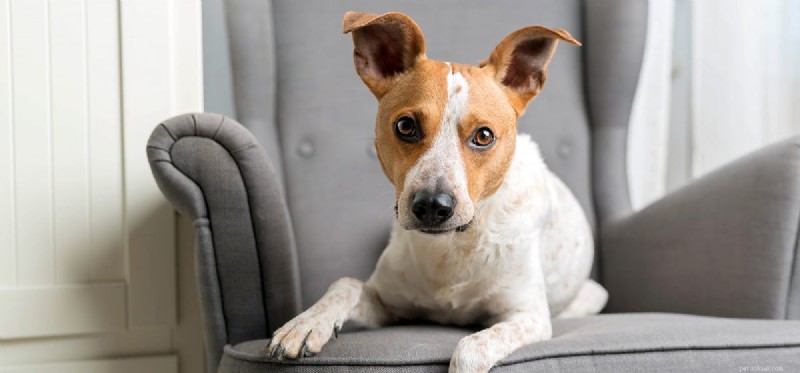 Are Almonds Safe for Dogs? A Complete Guide