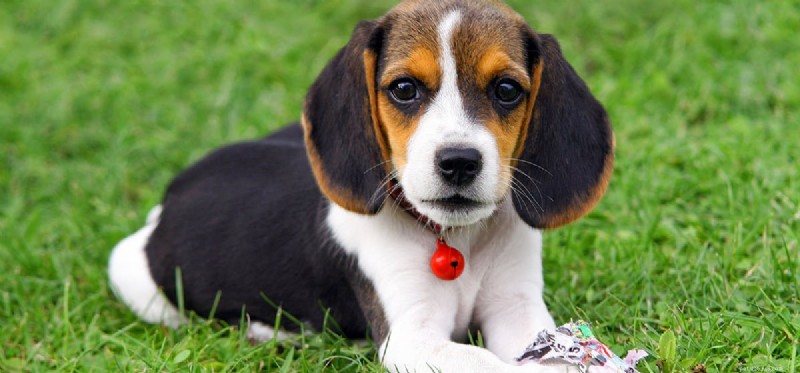 Do Dogs Detect Aloe? A Vet’s Guide to Safe Use