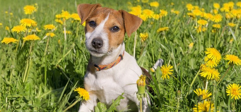 Do Dogs Detect Aloe? A Vet’s Guide to Safe Use