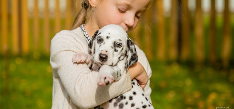 Do Dogs Detect Aloe? A Vet’s Guide to Safe Use