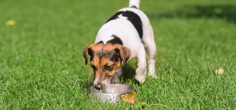 Is Aloe Vera Juice Safe for Dogs? Benefits & Dosage Explained