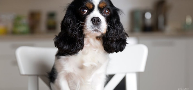 Are Artichokes Safe and Nutritious for Your Dog?